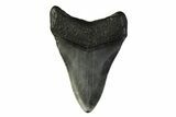Fossil Megalodon Tooth - South Carolina #341369-1